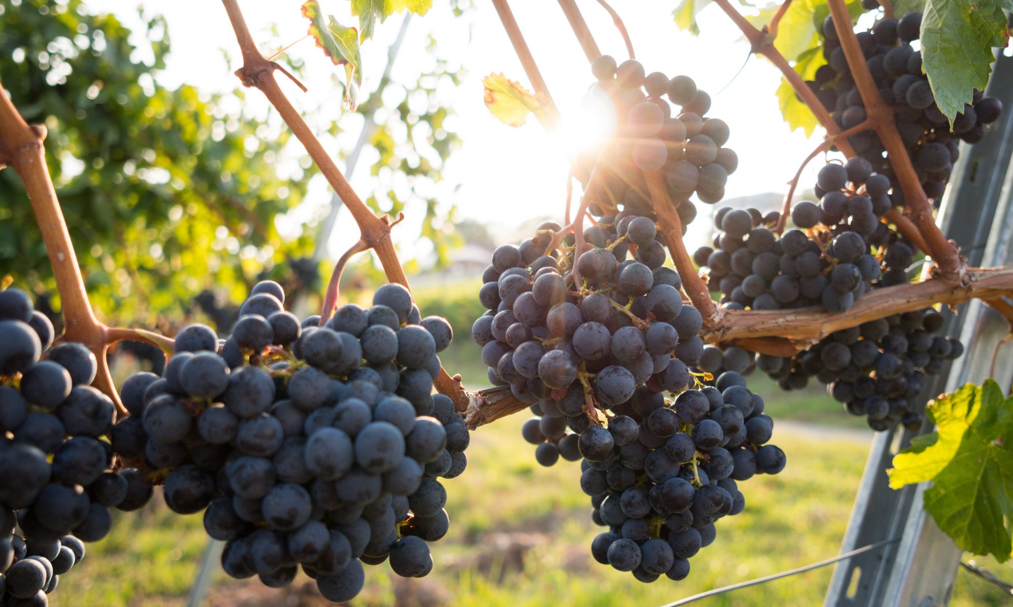 Mediterranean Climate Vine & Wine Ecosystem